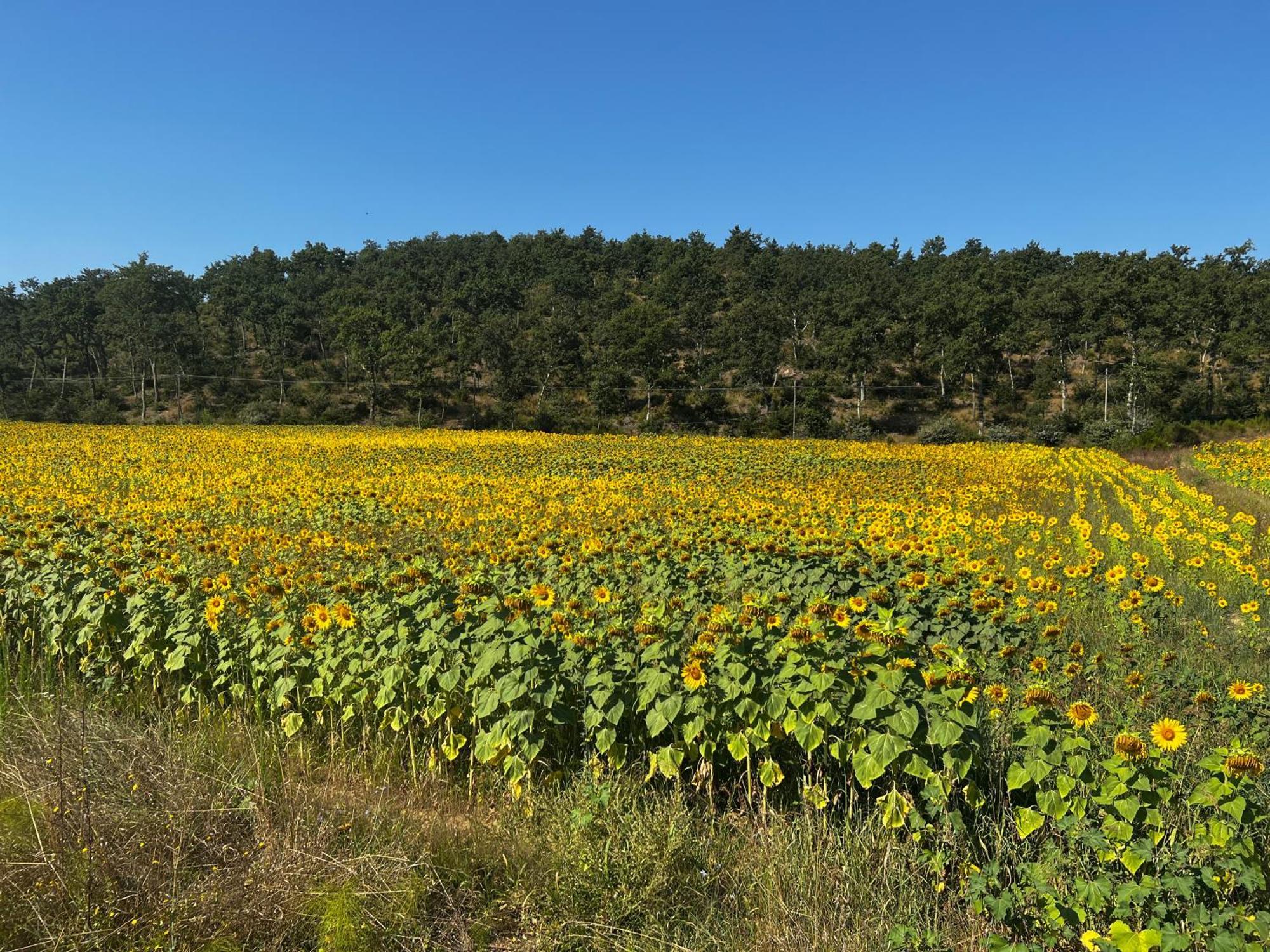 Podere La Casa Villa d'Arceno Kültér fotó